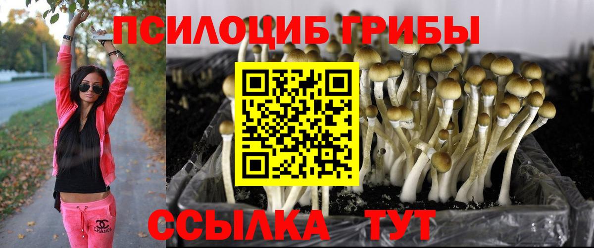 Псилоцибиновые грибы прущие грибы  Вход с VPN  Биробиджан 